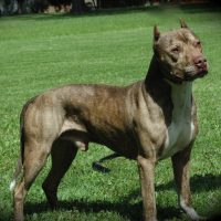 All Dogs_0020_Reckless 2