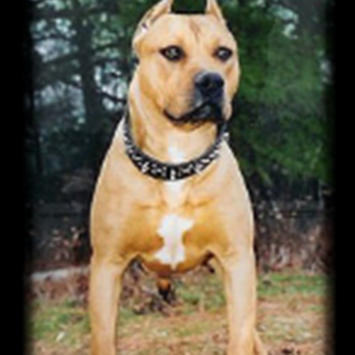 Gallery__0007_Pebbles-Roxysister